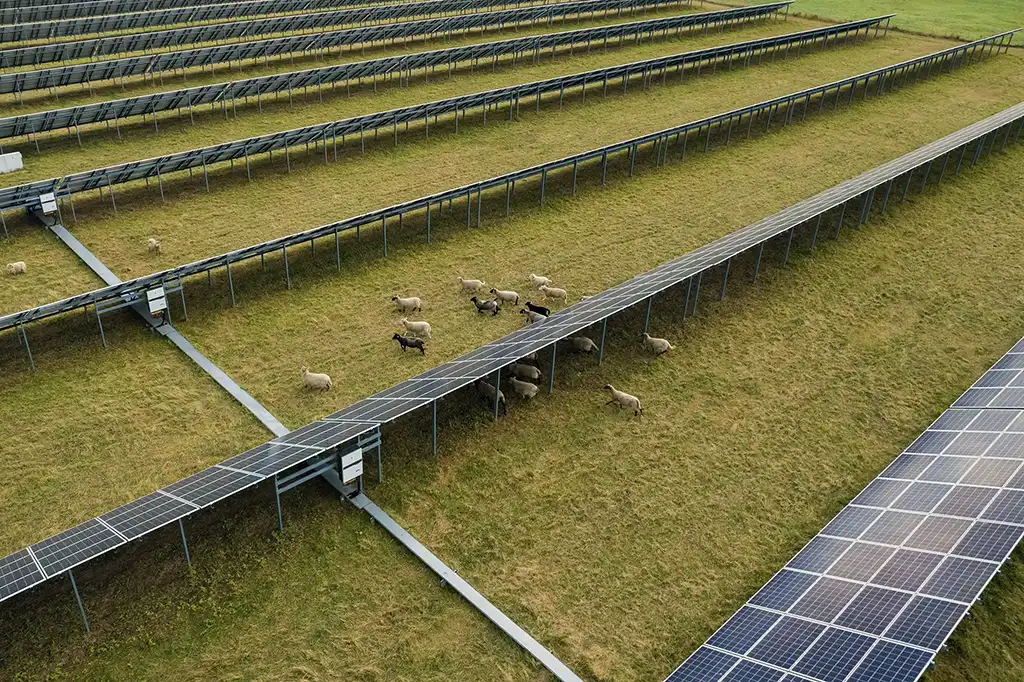 agrivoltaique_bien-etre-animal_transi-sun