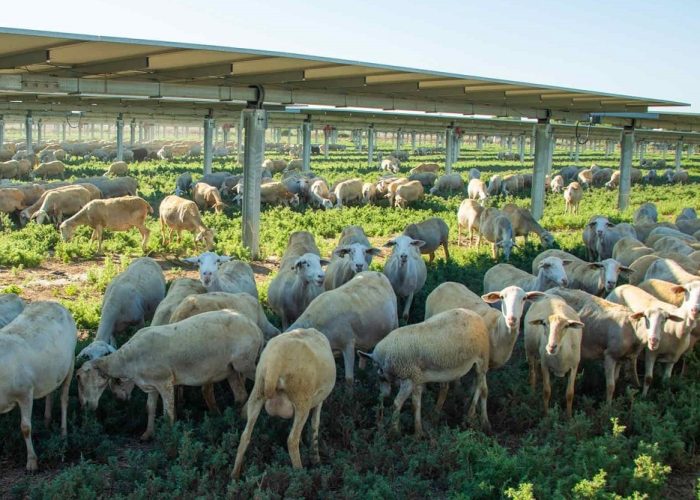 Agrivoltaïsme (1)
