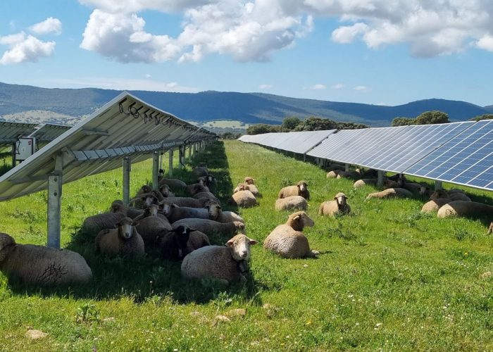 Agrivoltaïsme (4)