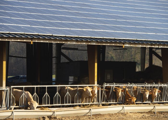 A modern farm and cow with solar panels on the roof, Gironde, France